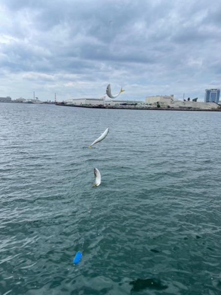 ケンサキイカと、サバ