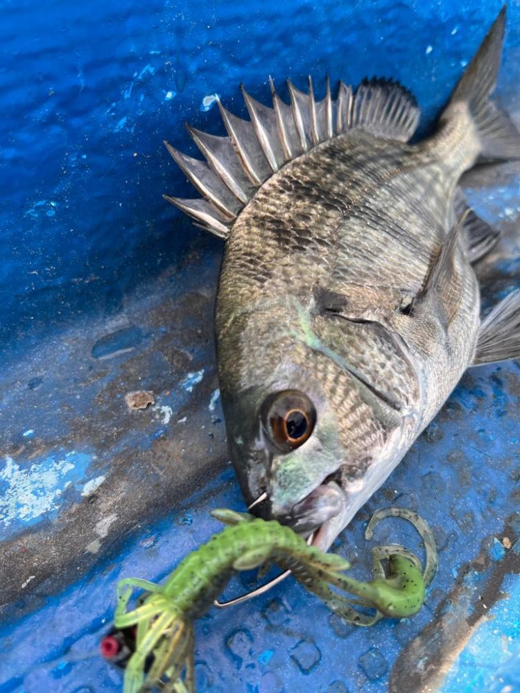 ボートチニング調査