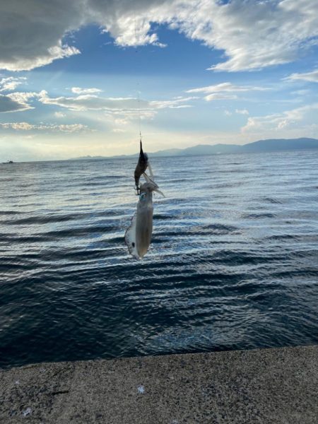 ファミリーフィッシング