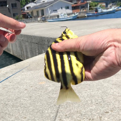 エギングタックルでかぶせ釣り!