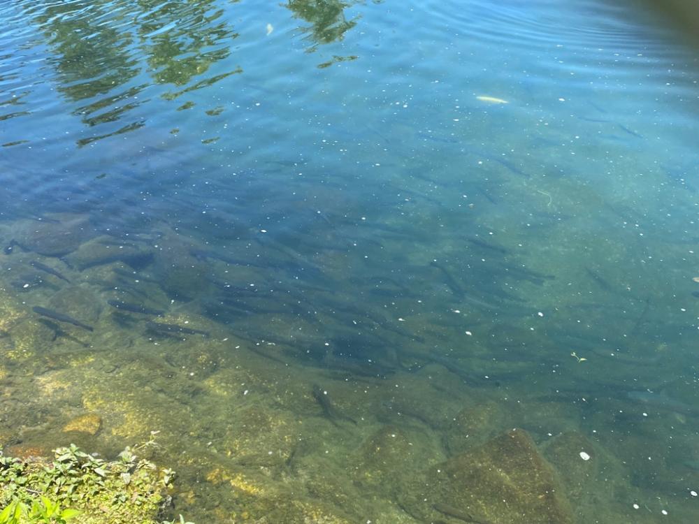 高島の泉さん釣れる