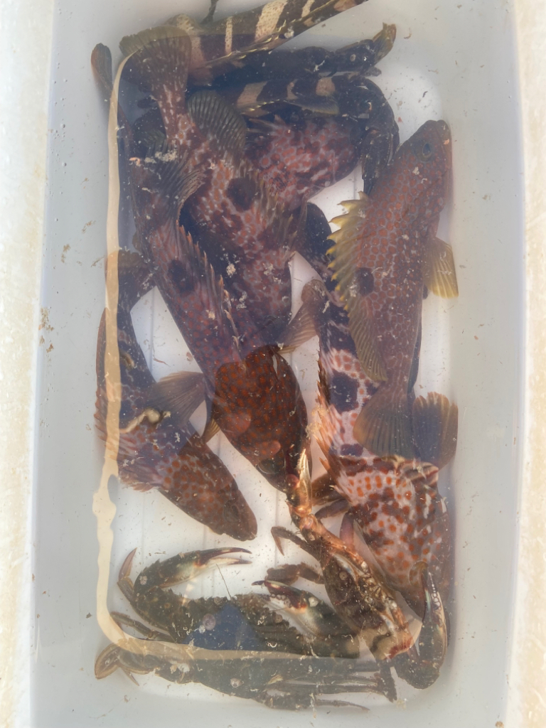 爆釣　四目達成