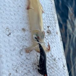 日本海イカメタル🦑