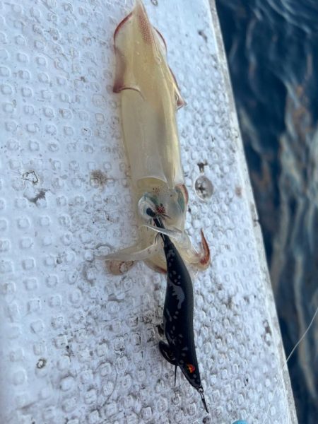 日本海イカメタル🦑