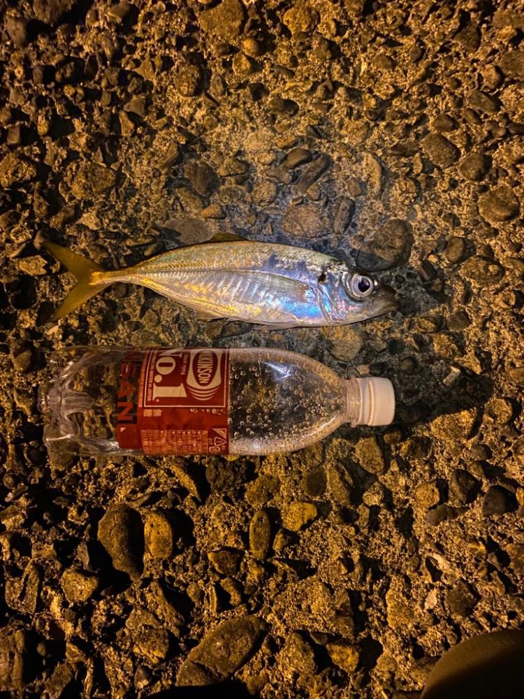 またまたアジング