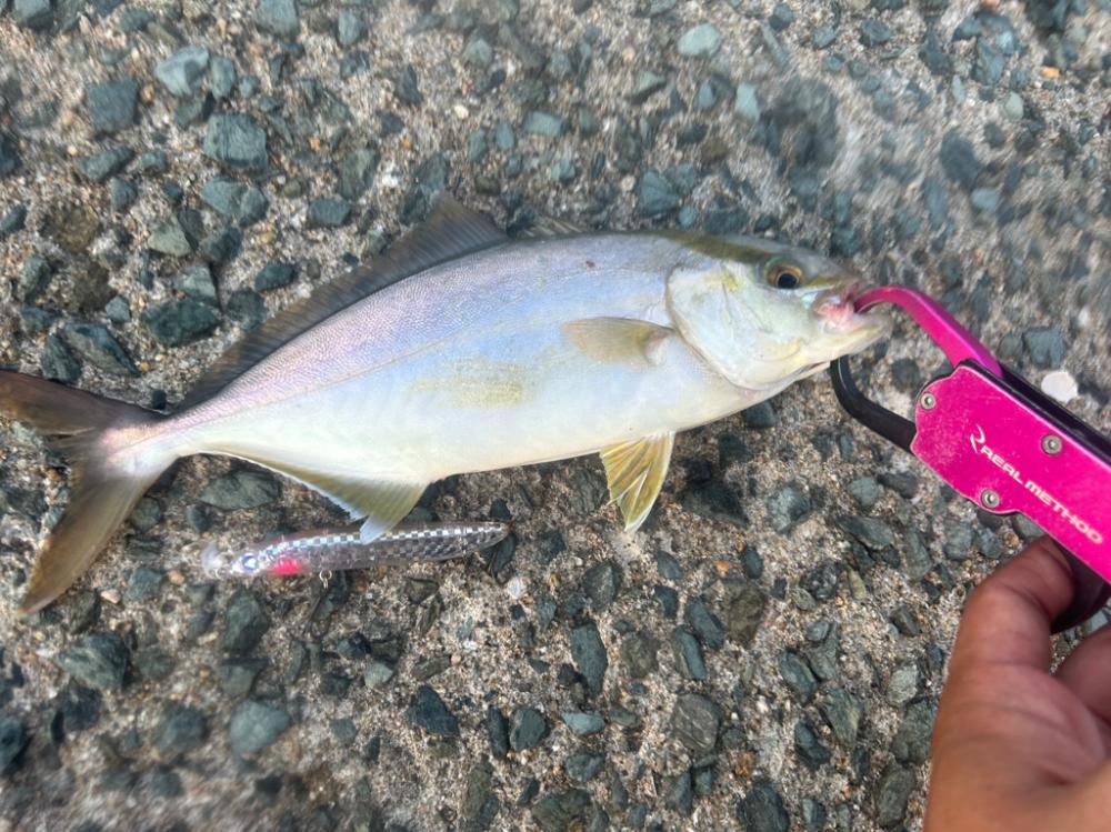 シーバスゲームと今年初の青物