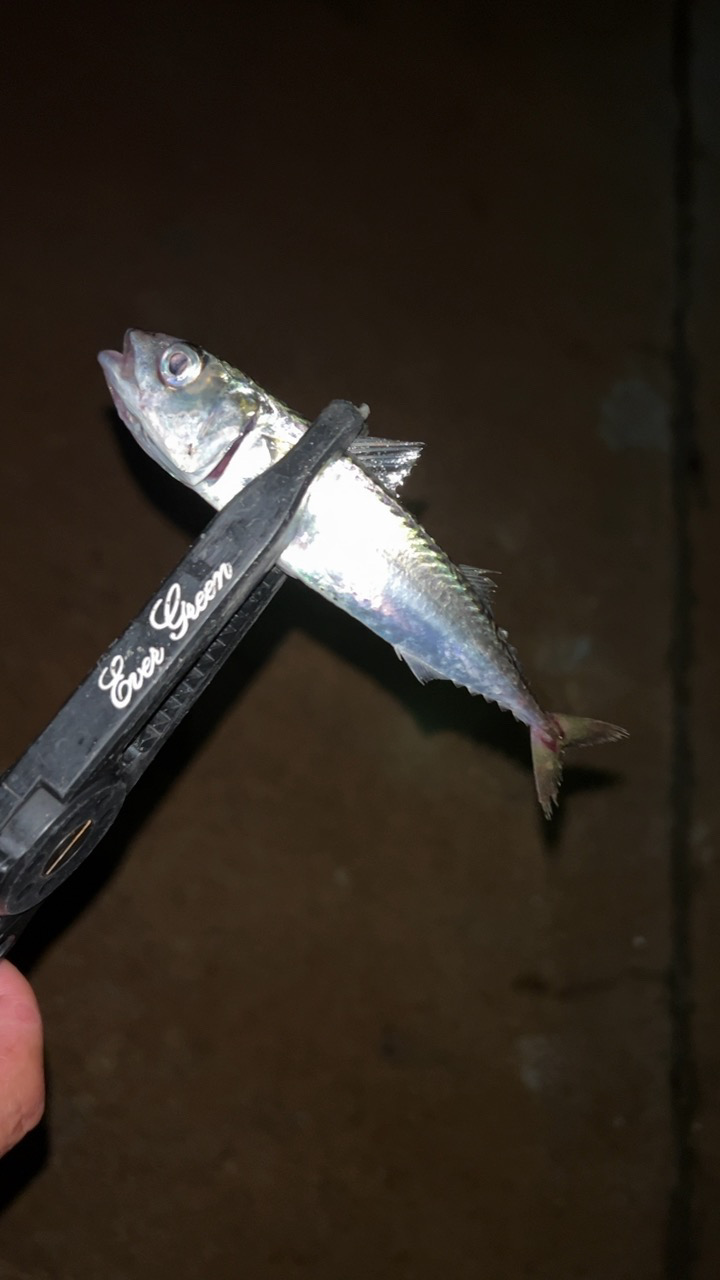 雨後はキビレDAY