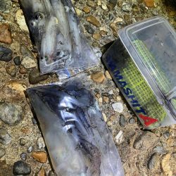 ケンサキ釣り8日目(^.^)