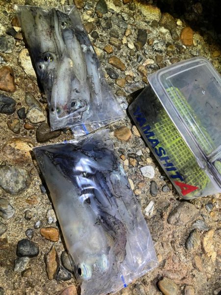 ケンサキ釣り8日目(^.^)