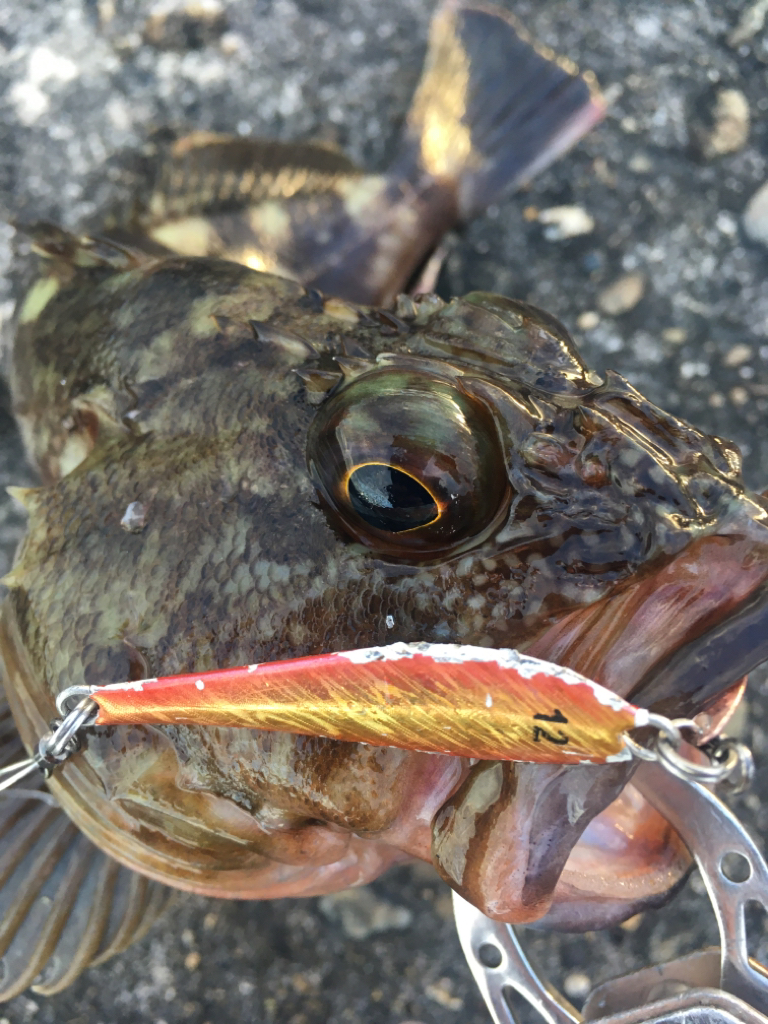 【タコフィネス】アコウ4＋タコ2