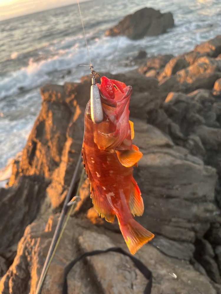 尾鷲根魚探しの夏休み