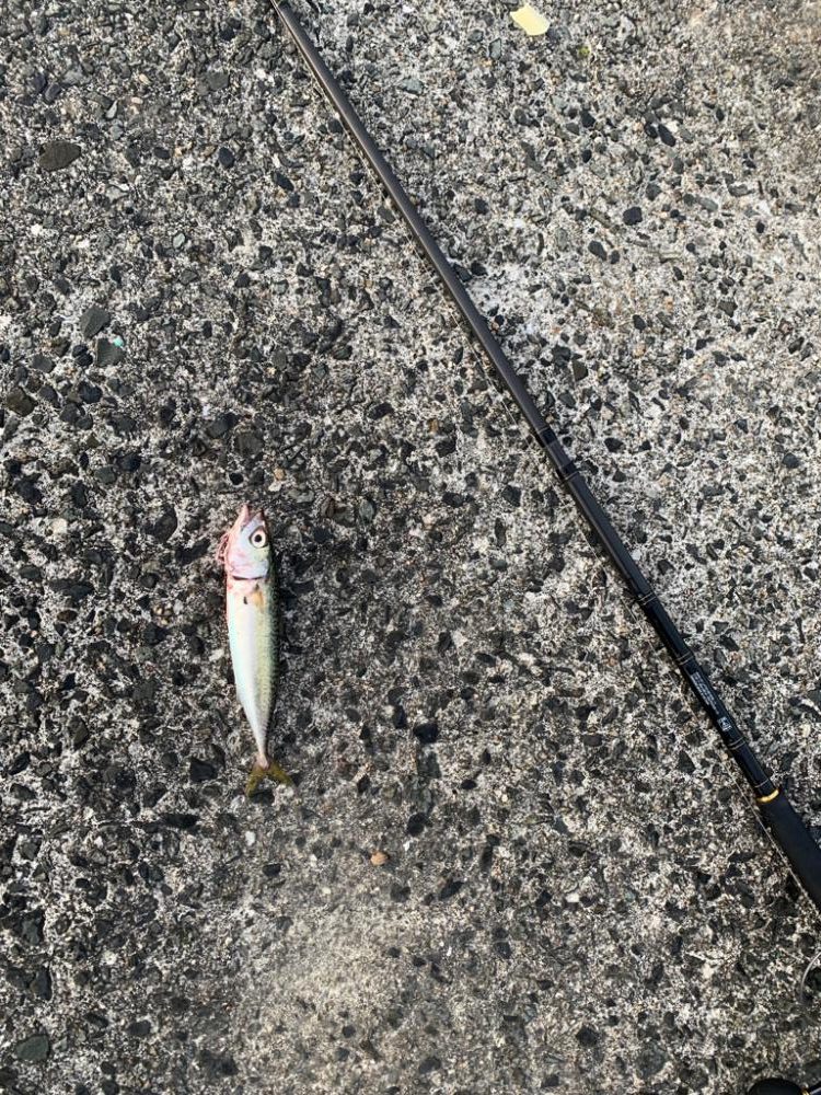 朝マヅメのチヌ2匹