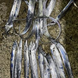 今季初タチウオ