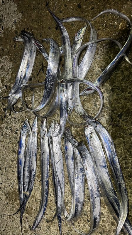 今季初タチウオ