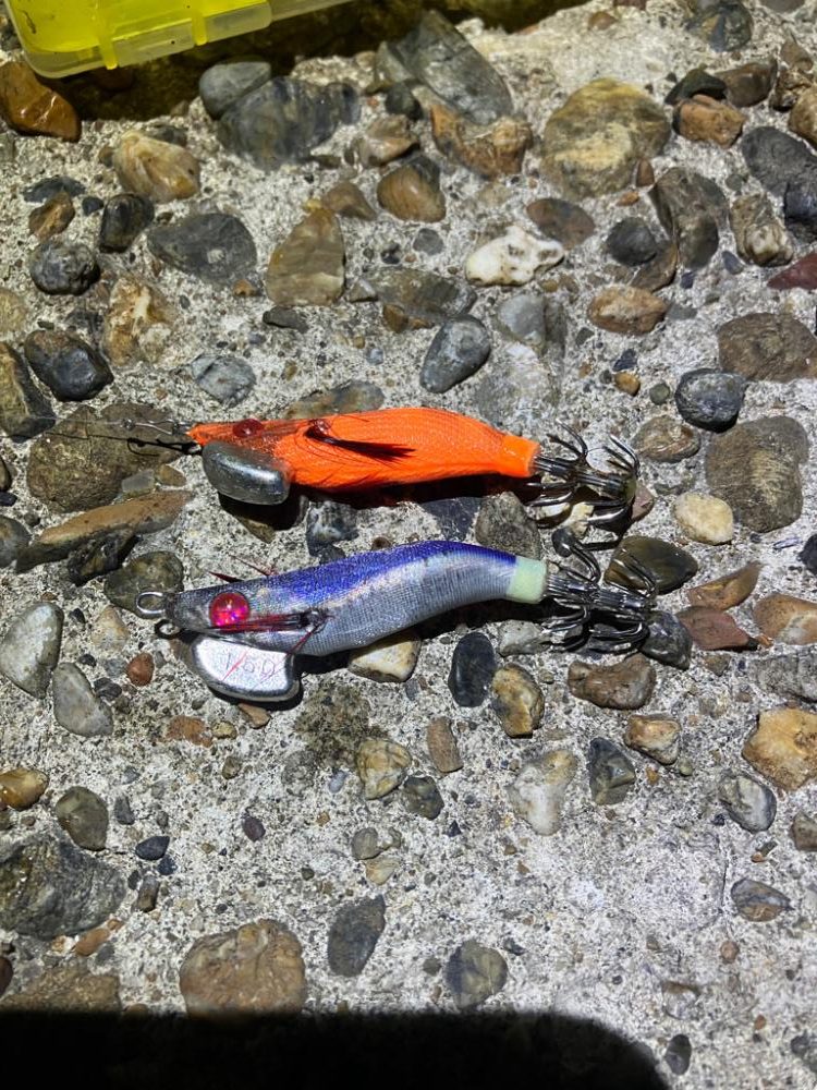 久しぶりのケンサキイカ釣り(^｡^)