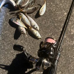 台風後の豆アジ