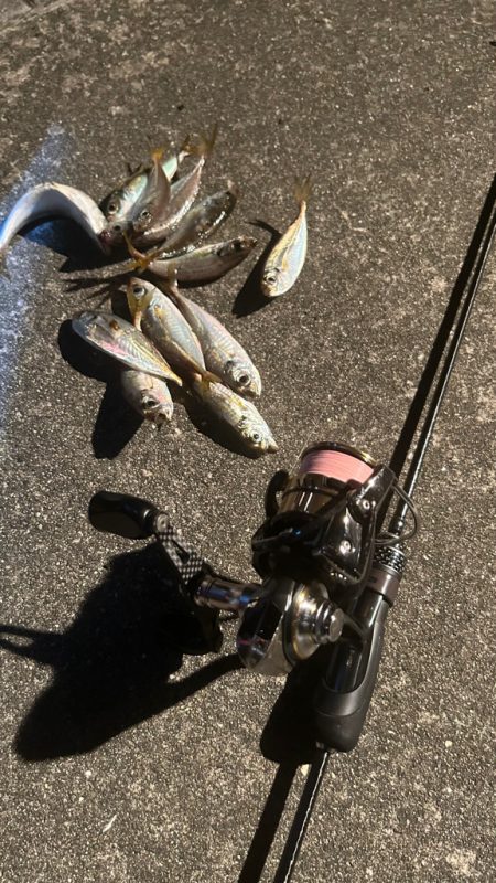 台風後の豆アジ