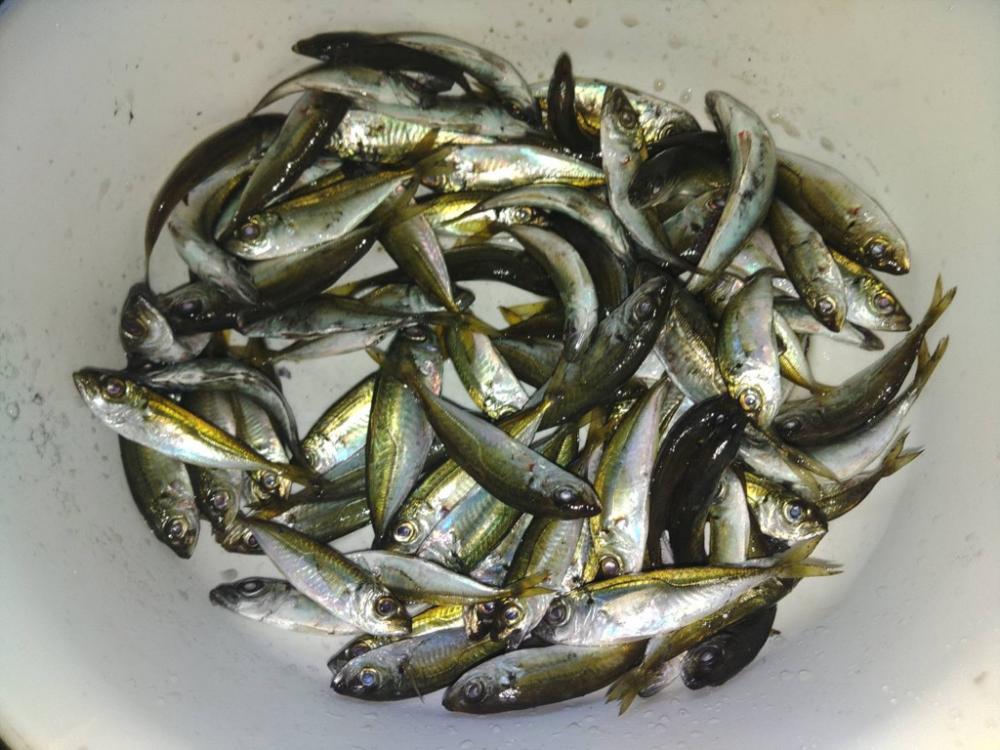 ナイトエギングと豆アジでヤエン