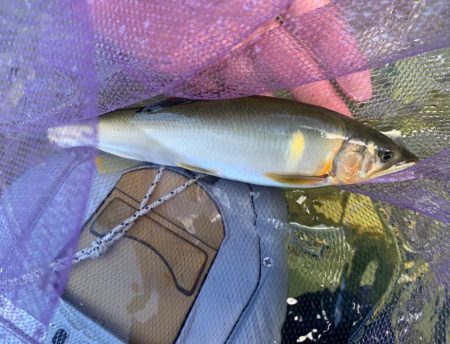 鮎の友釣りvol.3