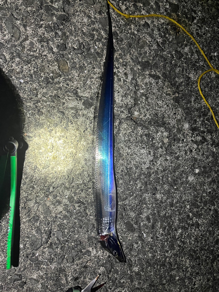 今年のタチウオ