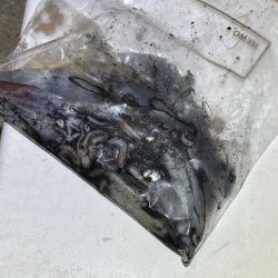 ケンサキイカ餌釣り最強説崩れる釣行