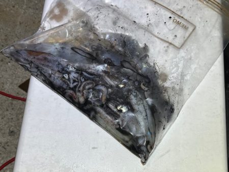 ケンサキイカ餌釣り最強説崩れる釣行
