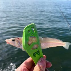 姫路のキス釣りサイズアップするも渋め！