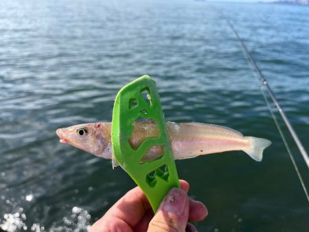 姫路のキス釣りサイズアップするも渋め！