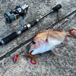 姫路離島ショアケンサキイカ釣り｜爆釣から１週間で激渋に！