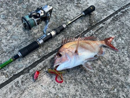 姫路離島ショアケンサキイカ釣り｜爆釣から１週間で激渋に！