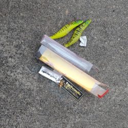 清掃活動：この時期の朝活はタコ一択！