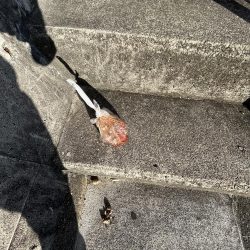 清掃活動：ウリボウの季節