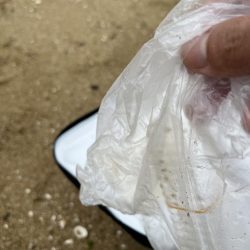 清掃活動：キス釣り