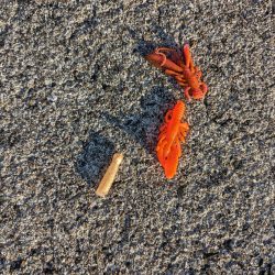 清掃活動：キジハタ狙い