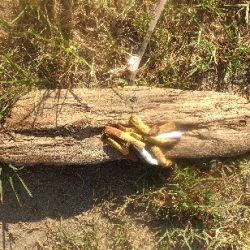 清掃活動：大潮凪