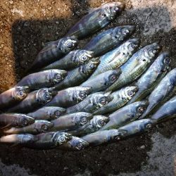 今夜もチビくにゃーん