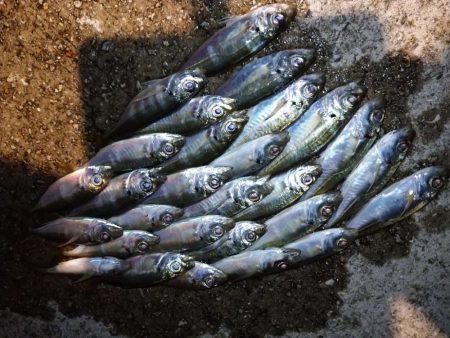 今夜もチビくにゃーん
