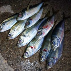 セリアで豆アジ