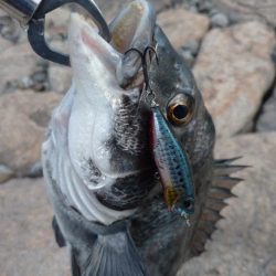 仕事帰りにチヌトップ