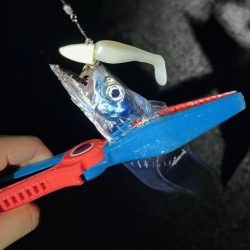 タチウオ爆釣