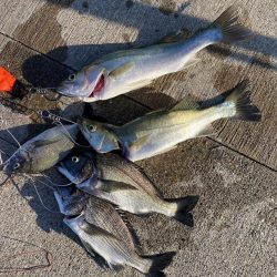 黒鯛トップ絶好調