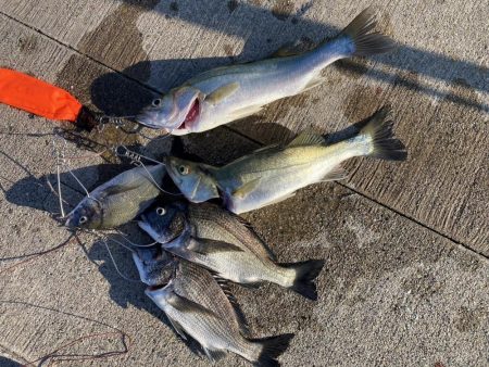 黒鯛トップ絶好調