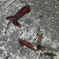 姫路離島ライトエギングでケンサキイカ釣り｜３つの秘訣で大爆釣！！