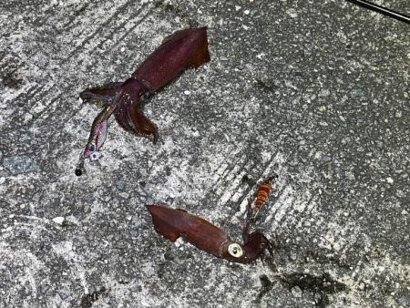 姫路離島ライトエギングでケンサキイカ釣り｜３つの秘訣で大爆釣！！