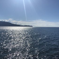 アオリイカ開幕調査