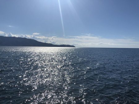 アオリイカ開幕調査