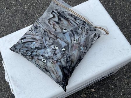 姫路離島ライトエギングでケンサキイカ釣り｜３つの秘訣で大爆釣！！