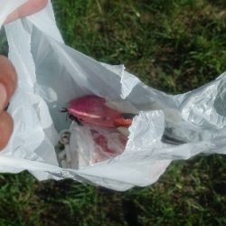 清掃活動：小潮凪