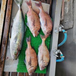 マリーナシティ海洋釣り堀釣果