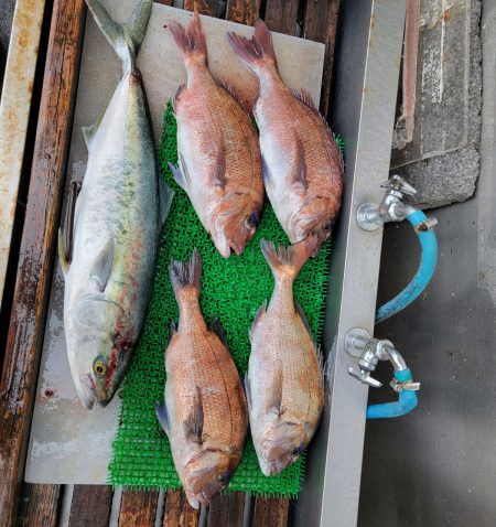 マリーナシティ海洋釣り堀釣果